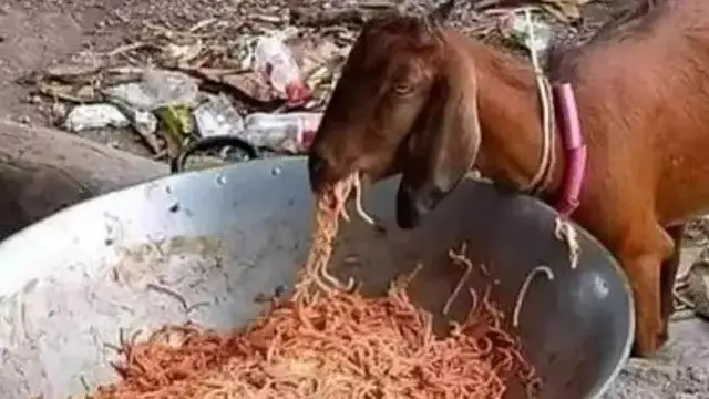 7 Potret Nyeleneh Hewan Suka Makan Mi Ini Bikin Geleng Kepala
