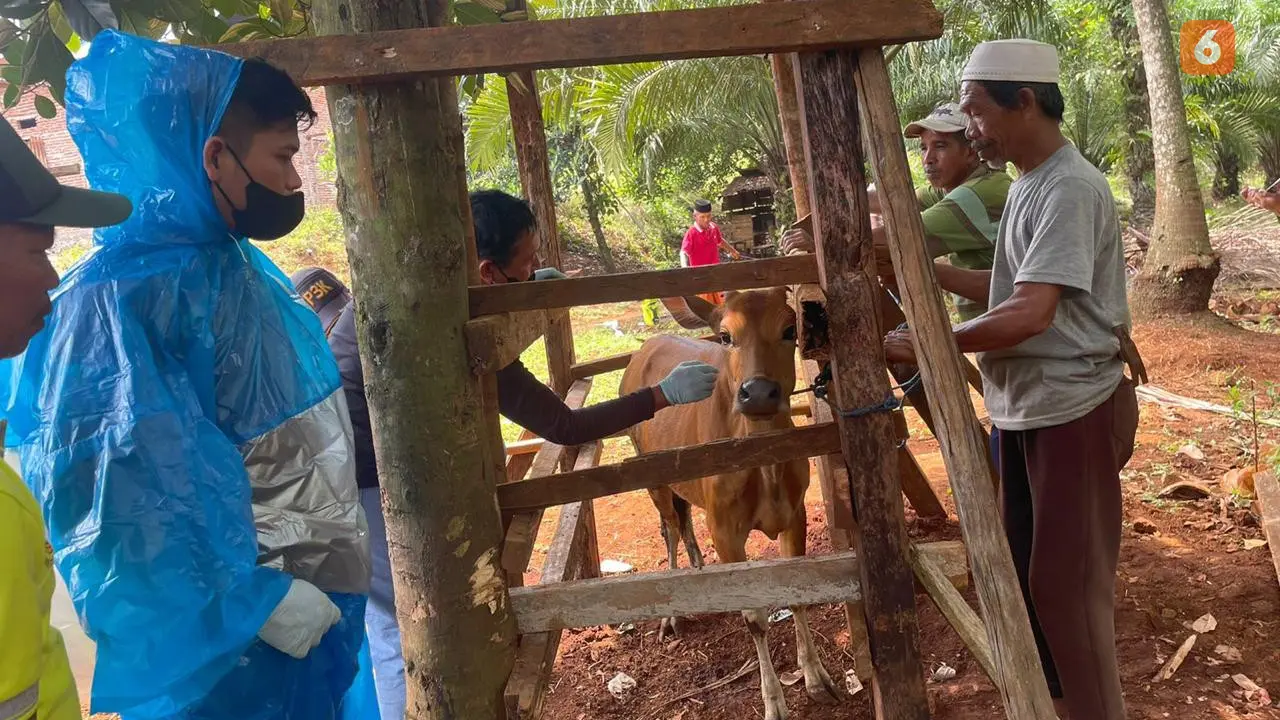 Vaksinasi ternak di Kabupaten Morowali