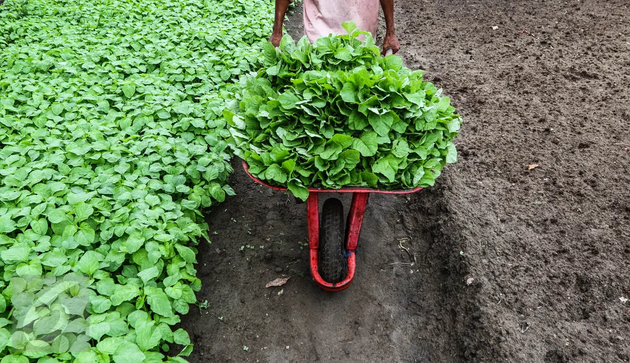 Petani membawa sayur bayam di area konsesi tanaman kehidupan Desa Pinang Sebatang, Kabuapten  Siak, Riau, yang akan didistribusikan ke pasar, Minggu (17/7). Bayam hasil petani setempat dijual dengan harga  Rp1500 per ikat. (Liputan6.com/Fery Pradolo)