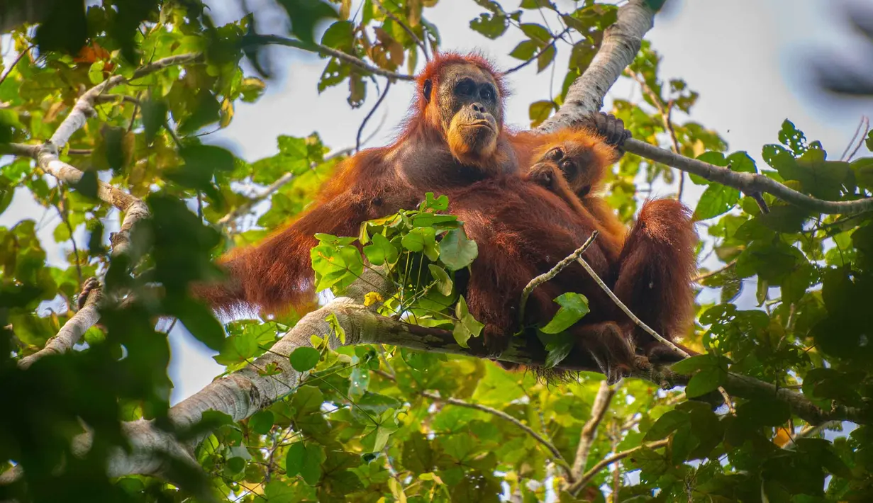 Foto selebaran tak bertanggal yang diambil oleh Pusat Informasi Orangutan dan dirilis pada 10 Juni 2026 menunjukkan orangutan Tapanuli di atas pohon di hutan Batang Toru di Sumatra Utara. Menurut para ilmuwan, tanah longsor yang dipicu oleh perubahan iklim memusnahkan hampir satu dari 10 spesies kera besar paling langka di dunia yang tersisa di Pulau Sumatra. (Handout/Pusat Informasi Orangutan/AFP)