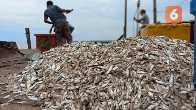 Hasil Tangkapan Nelayan di Kabupaten Tanjung Timur Jambi