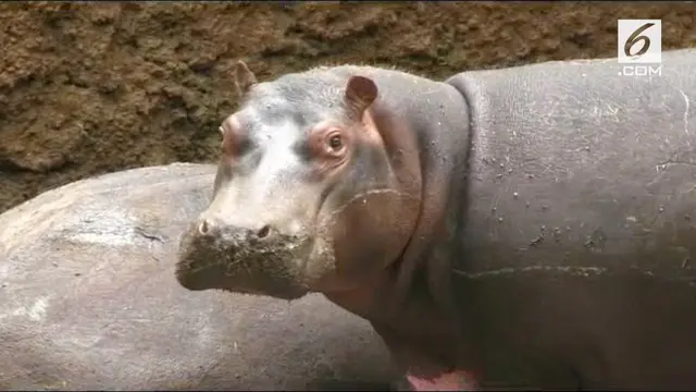 Viral video pengunjung yang memberi miras pada hewan di taman safari, membuat pihak Kepolisian akan memproses kasus tersebut.