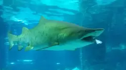 Ekor hiu jantan jenis houndshark berusia lima tahun terlihat di mulut hiu jenis Sand Tiger, berusia 8 tahun yang berukuran 2,2 meter usai di serang dan dimakan di sebuah wahana akuarium, 29 Januari 2016. (COEX AQUARIUM/AFP)