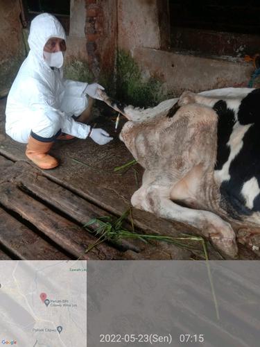 Para petugas Diskanak Garut, Jawa Barat tengah melakukan pengecekan kesehatan sapi yang terjangkit wabah Penyakit Mulut Kuku (PMK). (Liputan6.com/Jayadi Supriadin)