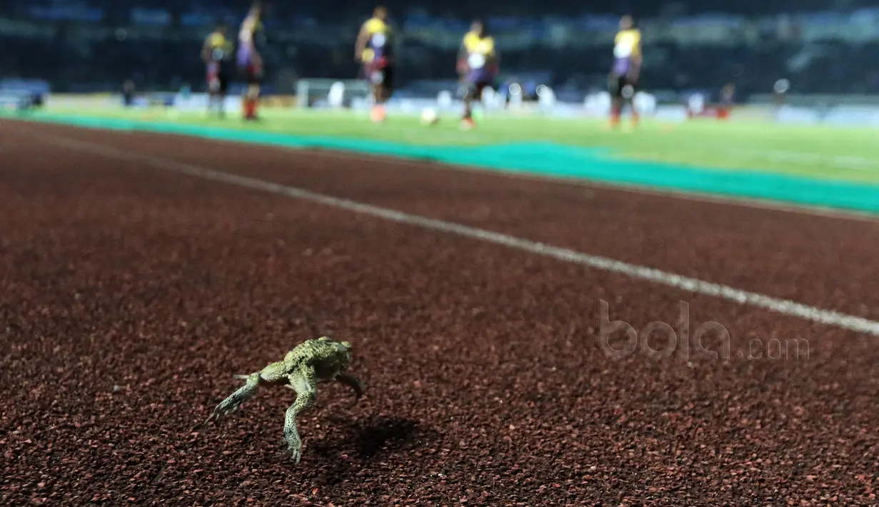 Seekor Kodok rawa melintas track lari saat para pemain Persipura Jayapura melakukan pemanasan jelang melawan Persib Bandung pada lanjutan Liga 1 2017 di Stadion GBLA, Minggu (7/5/2017). Persib menang 1-0. (Bola.com/Nicklas Hanoatubun)