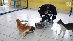Petugas mengecek kucing di pusat kesehatan hewan (Puskeswan), Jakarta, Kamis (10/1). Kucing yang belum siap diadopsi tersebut masih dalam proses vaksinasi dan sterilisasi. (Liputan6.com/Herman Zakharia)