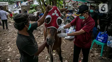 Dokter hewan Dinas Ketahanan Pangan, Kelautan dan Pertanian (KPKP) memeriksa kesehatan kuda delman di Jakarta, Kamis (4/2/2021). Kegiatan dilakukan untuk memberi bantuan pakan dan pemeriksaan kesehatan serta pengambilan sampel. (Liputan6.com/Faizal Fanani)
