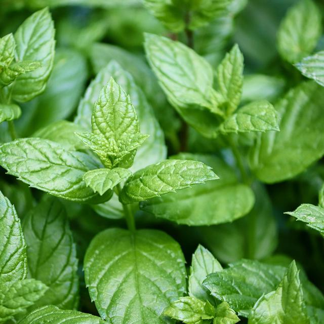 7 Manfaat Bubuk Peppermint Dari Mengatasi Jerawat Hingga Redakan Migrain Bola Liputan6 Com