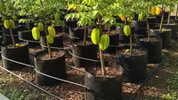 7 Kebun Buah di Polybag dengan Sistem Irigasi Sederhana untuk Lahan Terbatas, Praktis dan Produktif