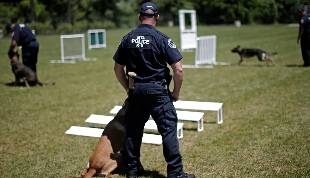 Petugas kepolisian MTA melatih anjing polisi K-9 dalam mendeteksi bahan peledak saat pelatihan kelincahan di MTA Kepolisian Canine Training Center, Stormville, New York, (6/6/2016). (REUTERS/Mike Segar)