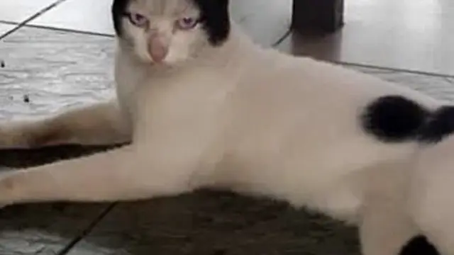 8 Motif Bulu Kucing Hitam Putih Ini Unik Banget, Bikin Senyum Sendiri
