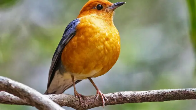 5 Cara Merawat Anis Merah Biar Cepat Teler 