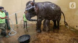 Keeper memandikan induk gajah betina bernama Nina dan bayi gajah bernama Covid, yang berusia 1 bulan di Taman Safari Indonesia Cisarua, Bogor, Jawa Barat, Rabu (27/5/2020). Gajah dengan nama latin Elephas Maximus Sumatranus dimandikan setiap hari pada pagi dan sore. (Liputan6.com/Fery Pradolo)