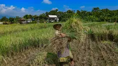 Petani memanen padi jenis Inpari 32 di Kampung Tematik Mulyaharja, Bogor, Jawa Barat, Rabu (6/5/2026). Perum Bulog melaporkan realisasi penyerapan gabah dan beras nasional mencapai 1,7 juta ton pada periode Januari hingga 5 April 2026. (merdeka.com/Arie Basuki)