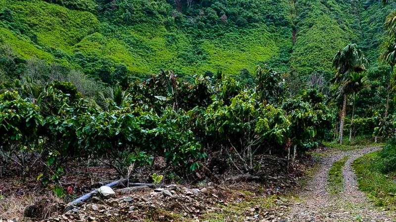 Kawasan hutan di Jambur Latong (sumber foto WALHI Aceh, diambil pada 1 Maret 2023)