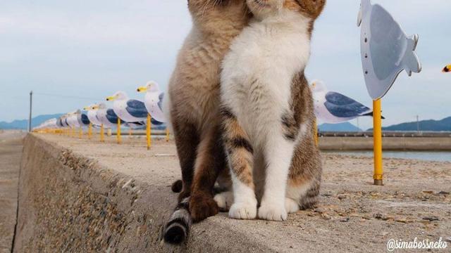 10 Potret Kocak Kucing Bucin sama Pasangannya Ini Bikin Iri