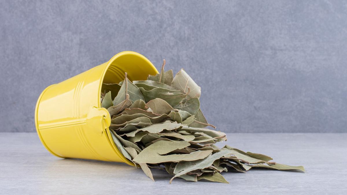 Dua Daun Herbal Ini Mampu Turunkan Kolesterol dan Gula Darah, Simak Manfaat Lengkapnya