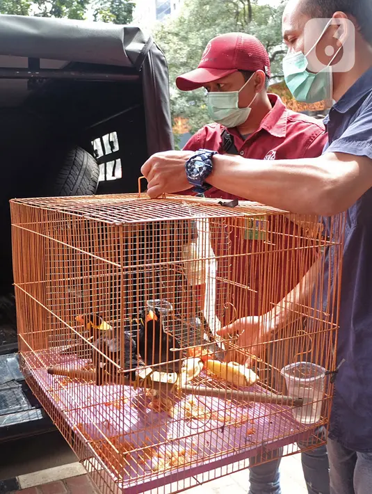 Petugas membawa burung beo Nias usai rilis kasus tindak pidana dibidang Konservasi Sumber Daya Alam dan Ekosistem di Mapolda Metro Jaya, Kamis (28/1/2021). Barang bukti, yaitu satu orang utan, tiga burung beo Nias, dan tiga lutung Jawa diamankan dari tersangka YI. (Liputan6.com/Herman Zakharia)