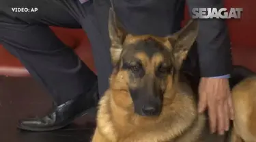 Anjing jenis German Shepherd bernama Rumor memenangkan penghargaan di Amerika Serikat.