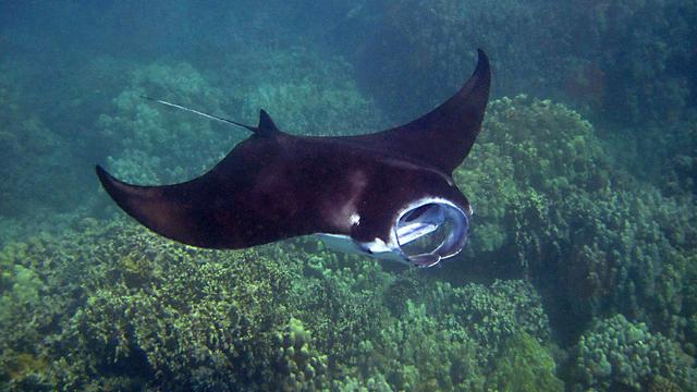 Spot Diving Terbaik untuk Melihat Pari Manta di Indonesia