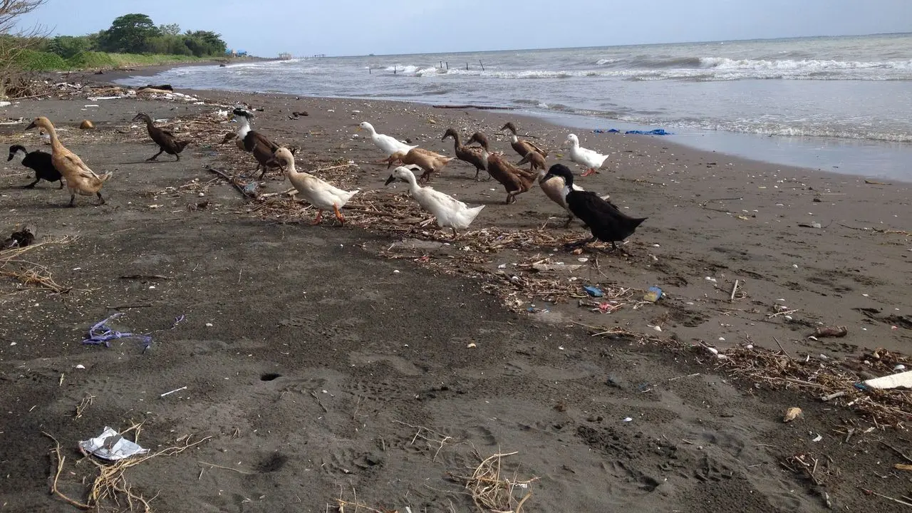 Kawanan Itik dan Sampah di Kawasan Wisata Pantai Mangindara.
