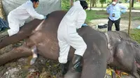 Petugas medis melakukan nekropsi atau bedah bangkai terhadap gajah mati di Kebun Binatang Kasang Kulim. (Liputan6.com/Dok BBKSDA Riau/M Syukur)