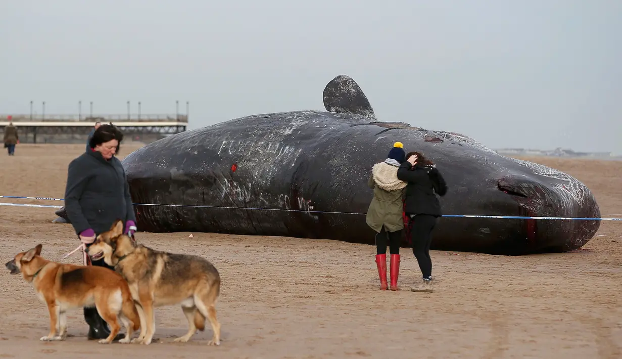Seekor paus sperma tergeletak di atas pasir setelah terdampar di pantai Skegness, Inggris, Senin (25/1). Menurut media setempat, tiga paus sperma ditemukan mati terdampar pada akhir pekan lalu. (REUTERS / Andrew Yates)
