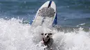 Seekor anjing terjatuh dari papan surfingnya saat mengikuti Surf Dog Contest Surf City di Huntington Beach, California, Amerika Serikat, (27/9/2015). (REUTERS/Lucy Nicholson)