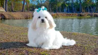 270 White Dog Names Your Pup Will Wear with Pride