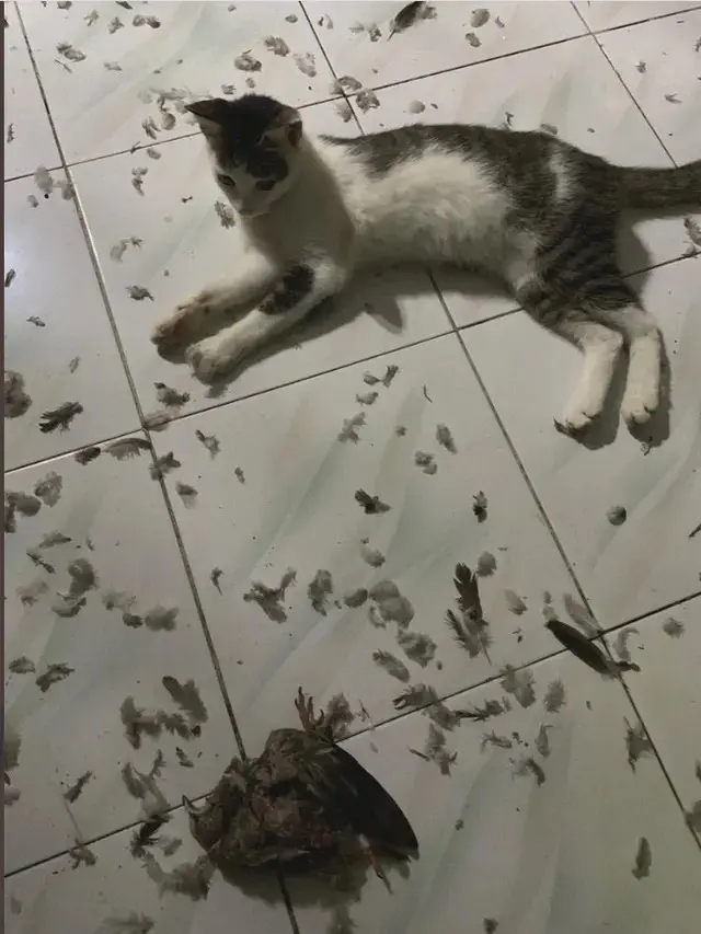 10 Potret Kucing Bawa Pulang Hadiah Untuk Majikan Ini Bikin Geleng Kepala