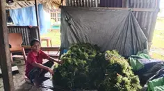 Luhut Kejar Hilirisasi Rumput Laut, Jangan Lagi Jual Bahan Mentah