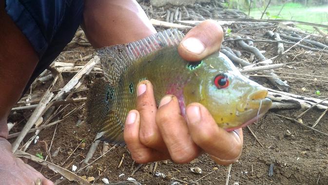 Ikan Louhan jenis baru yang diduga kawin silang dengan Nila dan menjadi ikan predator di kolam petambak ikan Wanareja, Cilacap, Jawa Tengah. (Foto: Liputan6.com/Muhamad Ridlo)