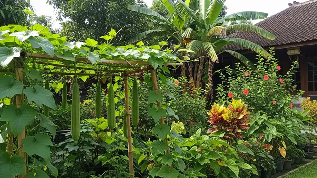 Cara Menanam Oyong agar Panen Banyak