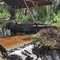 Sekat kanal yang dibangun sebagai upaya restorasi gambut di Riau. (Liputan6.com/M Syukur)