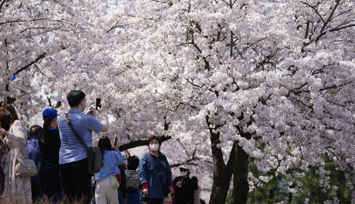 Pengunjung yang mengenakan masker untuk membantu mengekang penyebaran virus corona COVID-19 berhenti untuk mengambil gambar saat berjalan di bawah bunga sakura yang mekar penuh di Seoul, Korea Selatan, 10 April 2022. (AP Photo/Lee Jin-man)