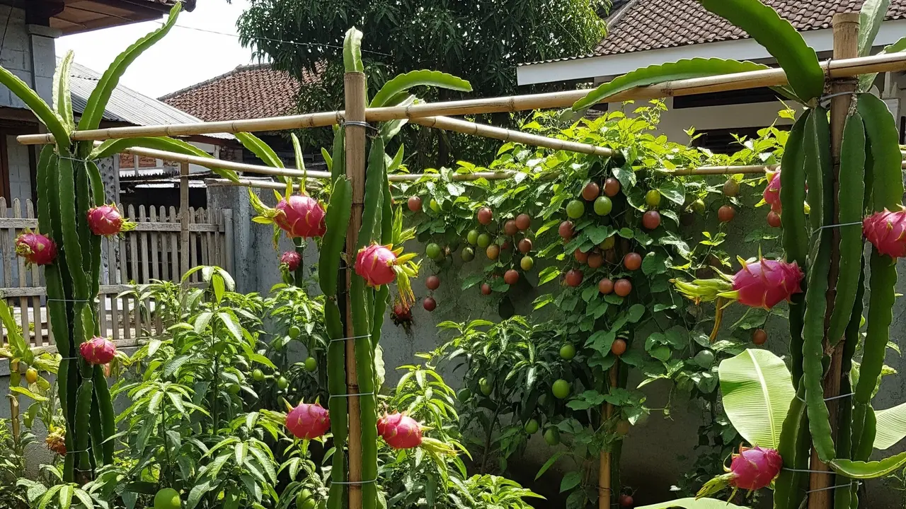 Tanaman Buah Naga di Tiang Rambat (Gemini AI)