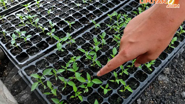 Green House Bikin Rusun Marunda Terlihat Asri
