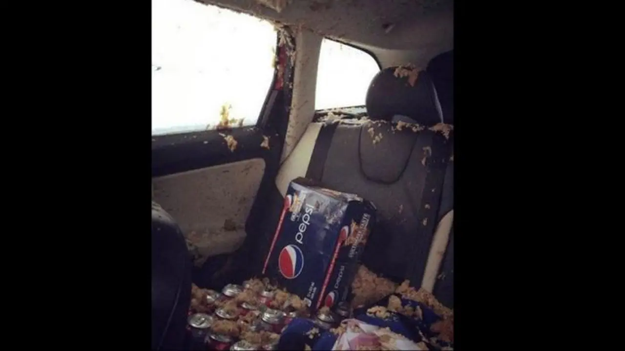 Ini Akibatnya Jika Kelamaan Menyimpan Minuman Soda di Mobil