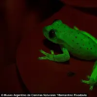 Katak Menyala | Foto : Dailymail.co.uk