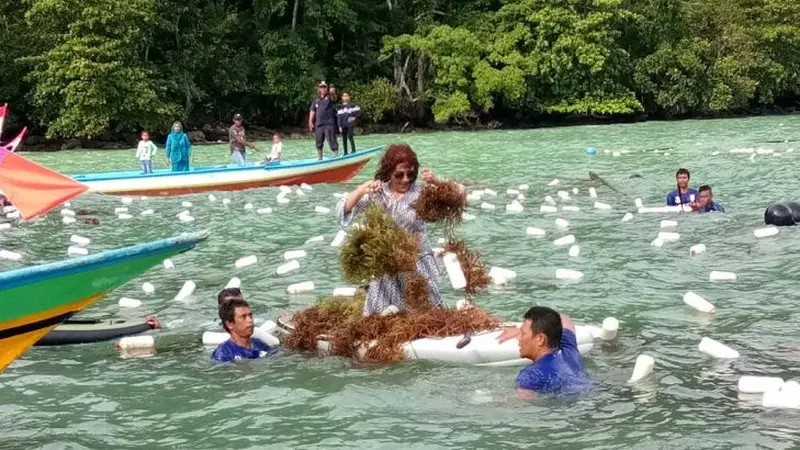 Menteri Kelautan dan Perikanan, Susi Pudjiastuti melakukan panen raya rumput laut di kampung Saharei Distrik Fakfak Timur Kabupaten Fak Fak, Papua Barat. (Dok KKP)