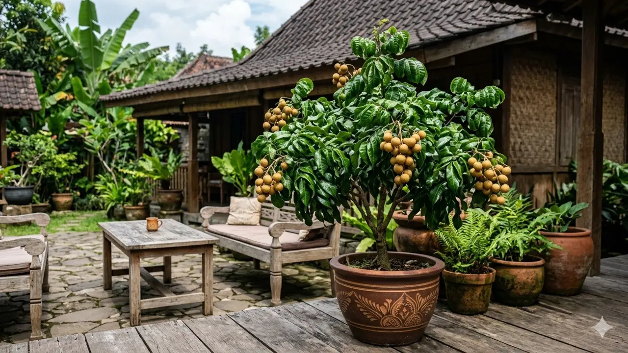 Pohon Buah Mini Daun Mengkilap