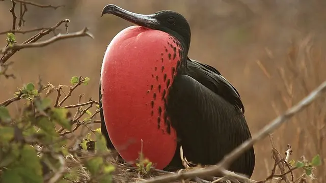 16 Burung Paling Eksotis dan Langka, Hanya Ada di Kepulauan Galapagos!