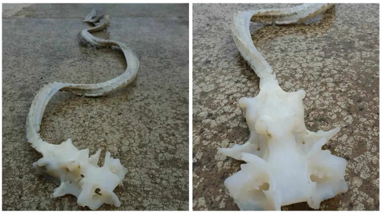Terungkapnya Rahasia Hewan Misterius Serupa Naga