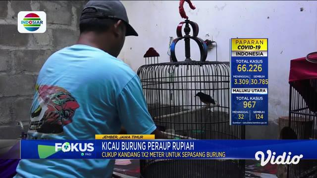 Video Mendulang Pundi Pundi Rupiah Dari Beternak Burung Murai
