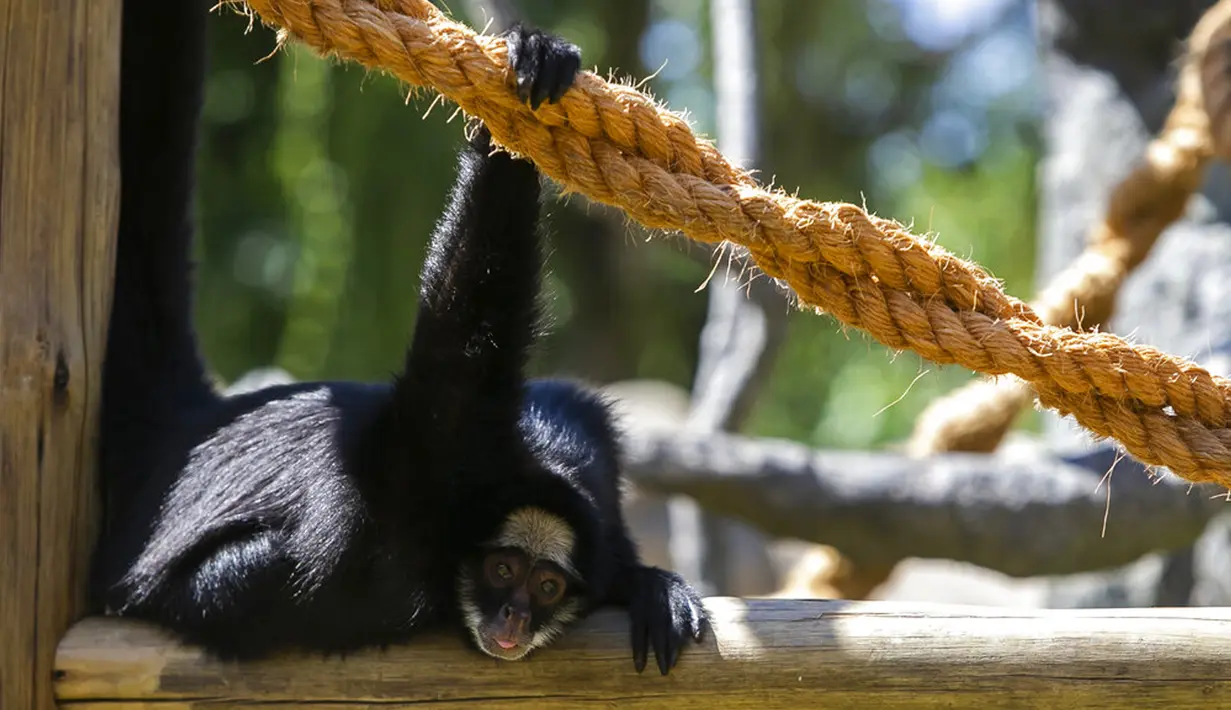 Seekor monyet beristirahat di Biopark of Rio selama tur media di Rio de Janeiro, Brasil, Kamis (18/3/2021). Biopark of Rio akan kembali dibuka untuk masyarakat umum pada akhir Maret. (AP Photo/Bruna Prado)