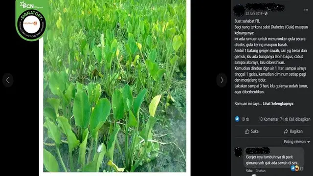 Gambar Tangkapan Layar Klaim Mengonsumsi Genjer Bisa Obati Diabetes (sumber: Facebook).