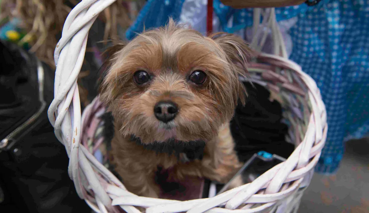 Seekor anjing diletakkan disebuah tas kayu selama mengikuti Parade anjing Halloween di New York, USA, Sabtu (24/10/2015). Pemilik anjing juga ikut memakai busana - busana aneh untuk mengikuti parade ini.  (REUTERS/Keith Stephanie)