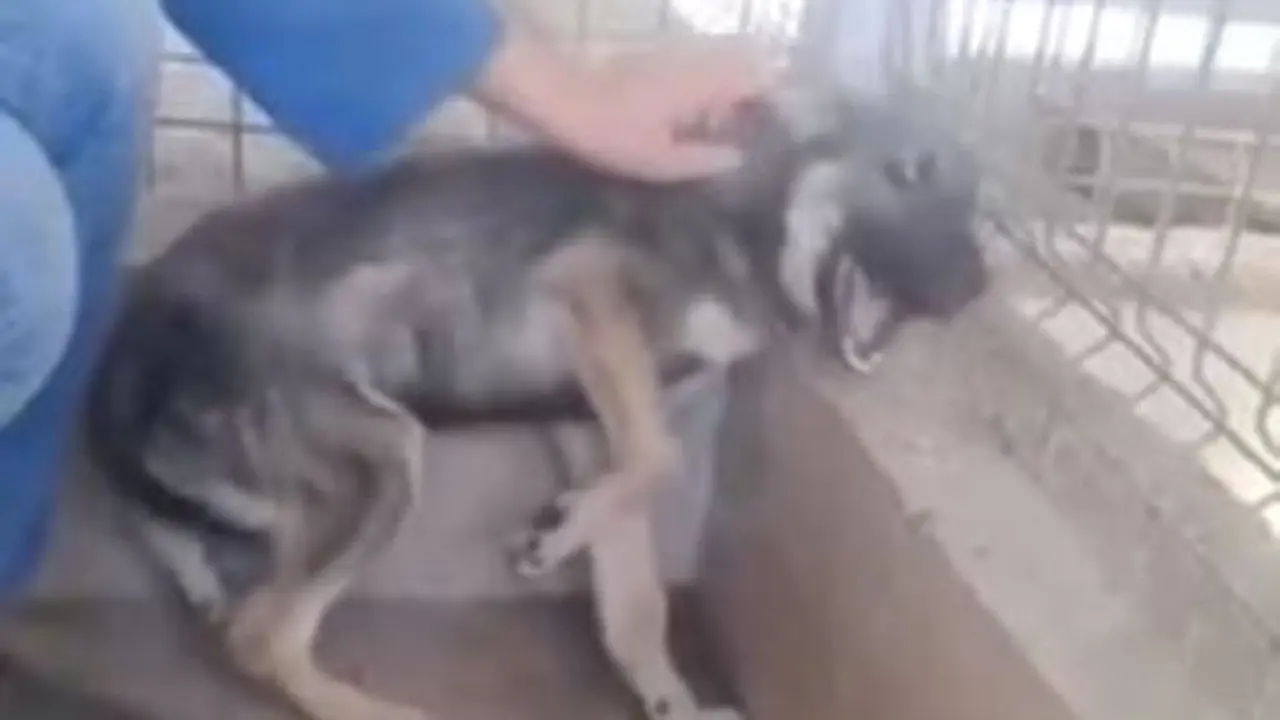 Bertahun-tahun Disiksa, Anjing Ini Teriak Saat Dibelai Manusia