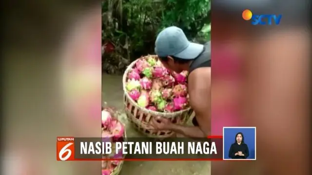 Aksi petani buah naga di Banyuwangi yang membuang hasil panennya kini tengah viral. Sementara Bupati mengatakan itu siklus biasa.
