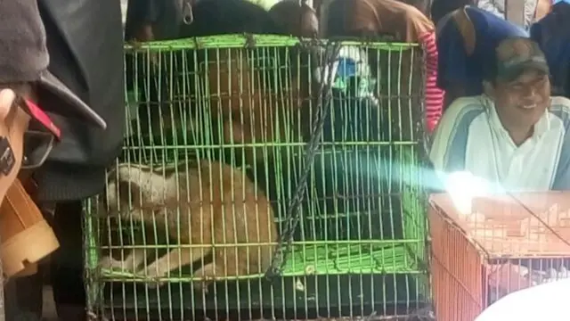 Kukang Jawa saat masih berada di pasar hewan. (Foto: Liputan6.com/BKSDA Jateng/Muhamad Ridlo)